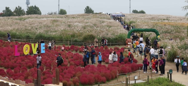 [포토] 3년 만에 열리는 '서울억새축제'