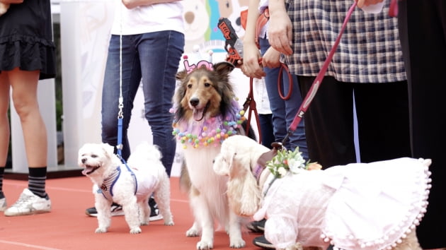 서초구, 오는 29일 2022 서초 펫 패밀리 축제 개최 