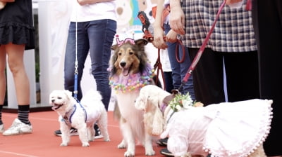 서초구, 오는 29일 2022 서초 펫 패밀리 축제 개최