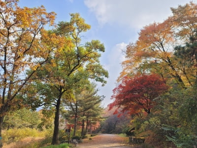 안양시, '서울대 관악수목원에 가을 단풍 보러 오세요'-오는 28일부터 시민에 시범 개방'