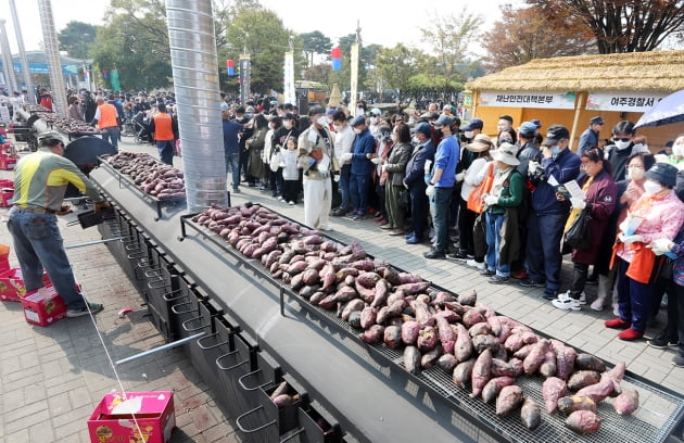 [포토] 여주시, 특산물 고구마 이용한 기네스 행사