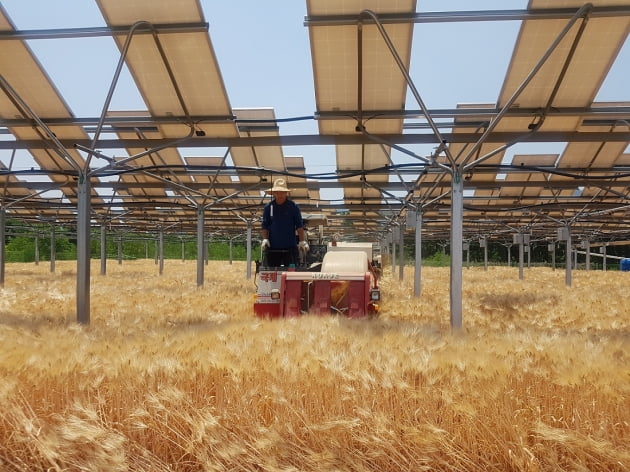 영농형 태양광이 설치된 농지에서 농민이 트랙터를 운전하고 있다.사진 제공=한화큐셀