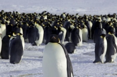 '온난화에 속수무책'…남극 황제펭귄, 멸종위기종 목록 등재