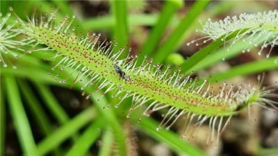 곤충을 잡아먹는 무서운 식물 이야기