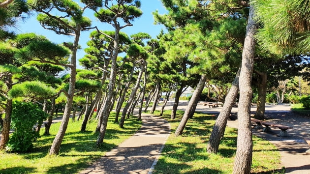 공원 입구의 소나무는 강한 바다바람에 의해 육지쪽으로 기울어진 모습이 독특하다. / JAPAN NOW