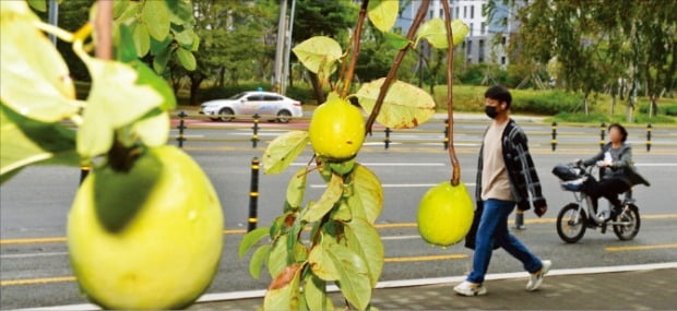 [포토] 모과 익어가는 가을