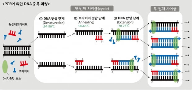 [과학과 놀자] PCR은 질병진단·과학수사·유전자연구 등에 쓰여