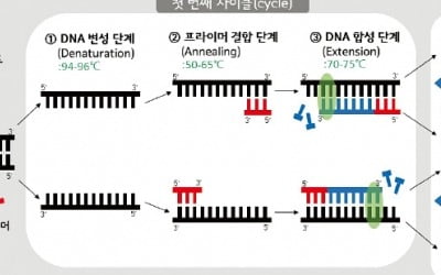  PCR은 질병진단·과학수사·유전자연구 등에 쓰여