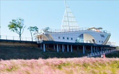[포토] 형산강 핑크뮬리 길따라 