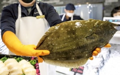  제주 모살광어 맛보세요