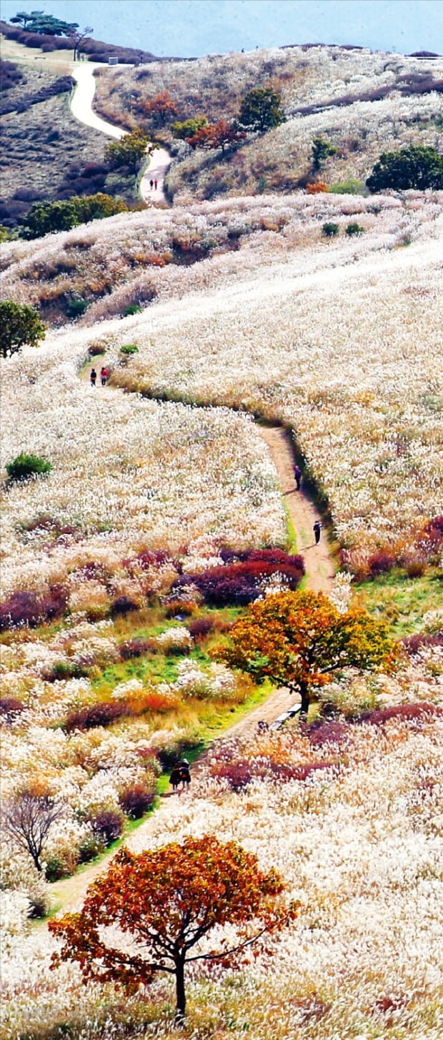 [포토] 깊어가는 가을…은빛 억새 물결