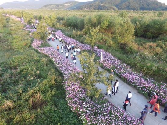 가을바람에 한들한들…코스모스 만개한 밀양 초동연가길