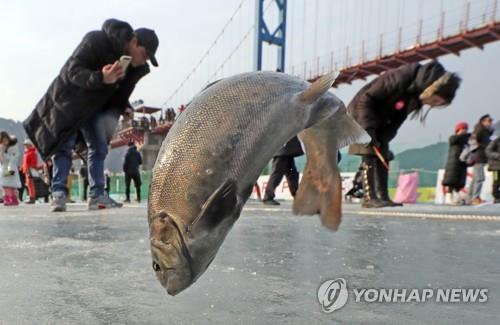 화천군 산천어축제 준비 본격화…해외 관광객 유치 '시동'