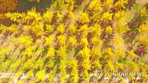 '가을 정취 물씬' 홍천군 '은행나무 숲' 3년 만에 재개방