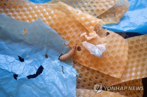 플라스틱 먹는 꿀벌부채명나방 애벌레 침서 분해 효소 2종 규명