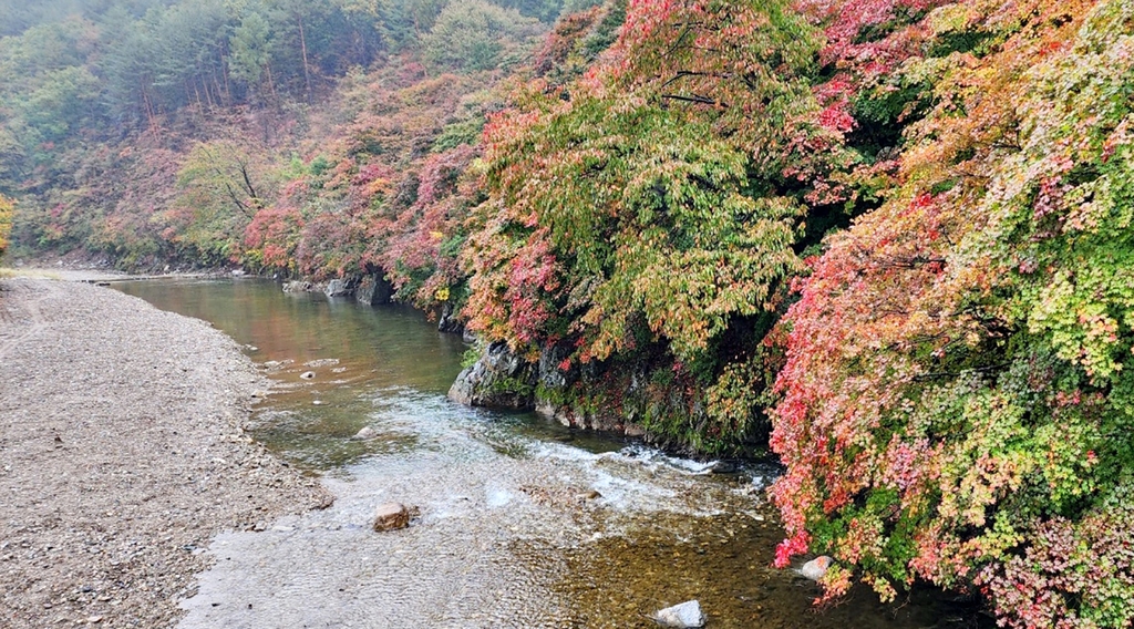 6일째 내리는 가을비 그치면…태백 철암 단풍 타오른다