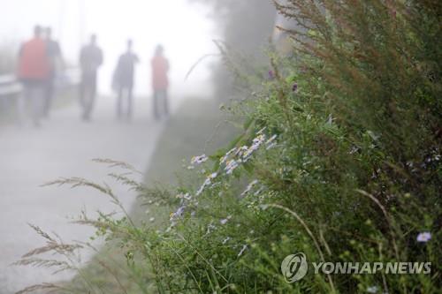 "숲밥 먹으려 인제 DMZ 길 사뿐사뿐 걸어요"