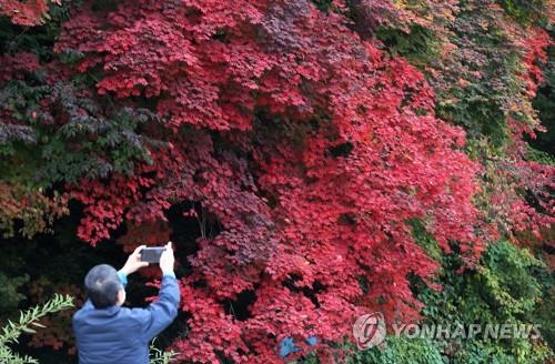 '무르익는 가을'…연휴 첫날 축제장·산·바다·관광지 들썩