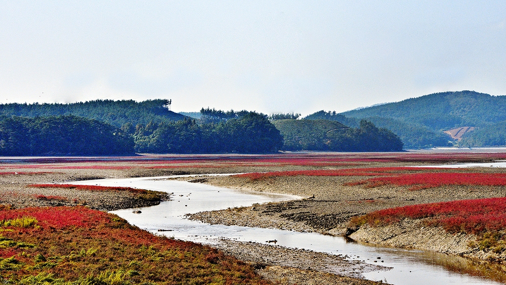 서산 가로림만 갯벌 식생 복원…2025년까지 150억원 투입