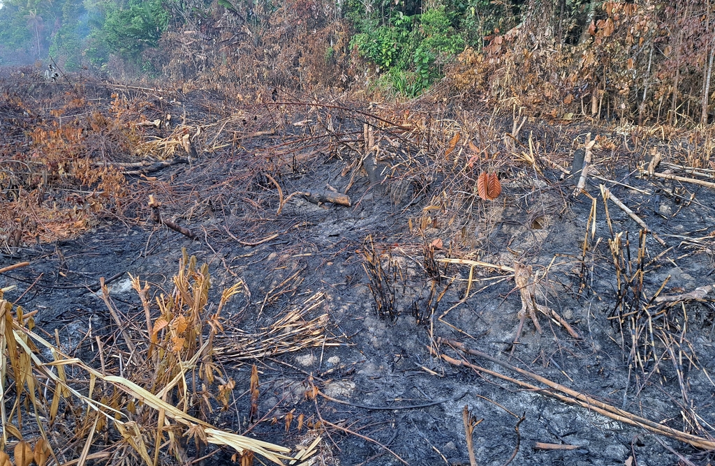 [기후위기현장을 가다] 불타는 아마존…밭에는 하얀 '잿가루 눈' 소복
