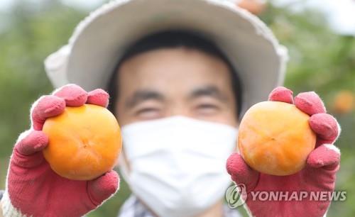 우리나라 유일 세계 1위 과일 단감, '창원단감로'로 알린다