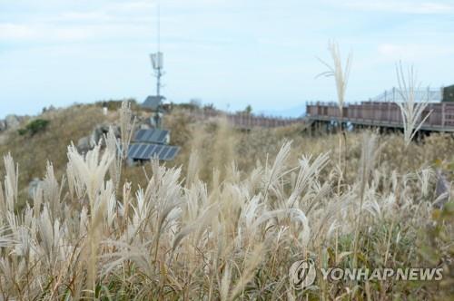 [픽! 홍성] 오서산에 억새꽃 은빛 물결 '절정'