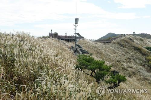 [픽! 홍성] 오서산에 억새꽃 은빛 물결 '절정'