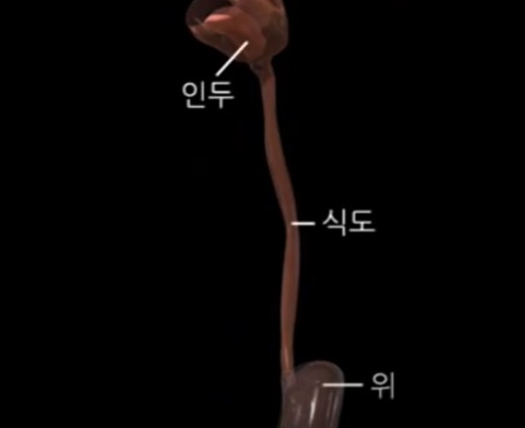 "고혈압·복부비만, 식도암 발병 위험 높인다"