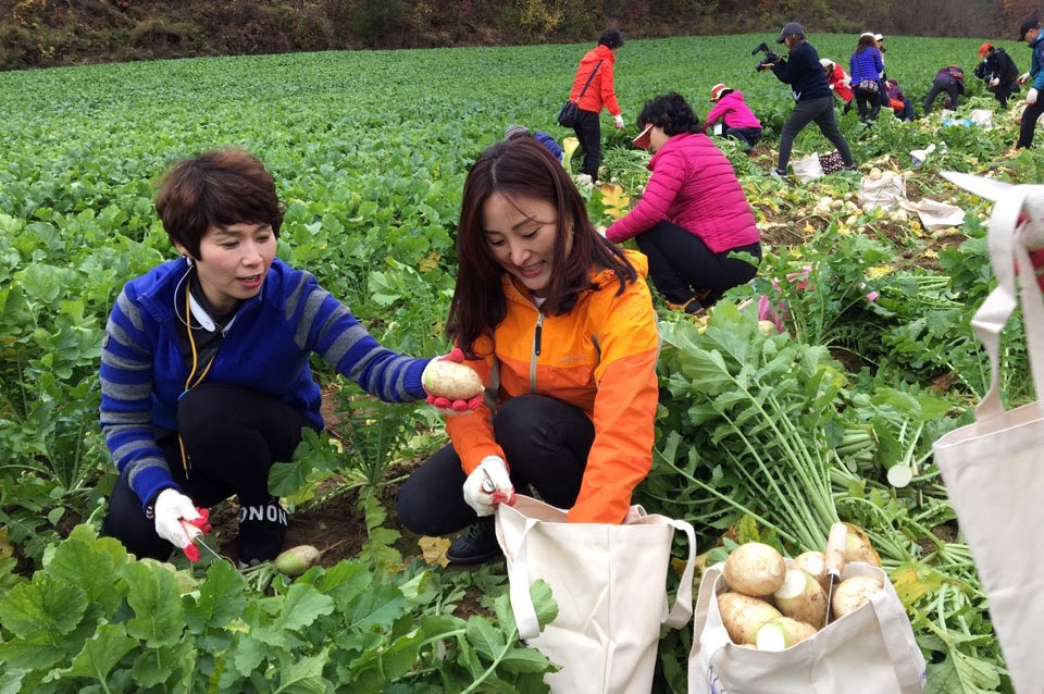 '푸르고 빨갛게 다시 뛰자' 양구서 29∼30일 시래기사과축제