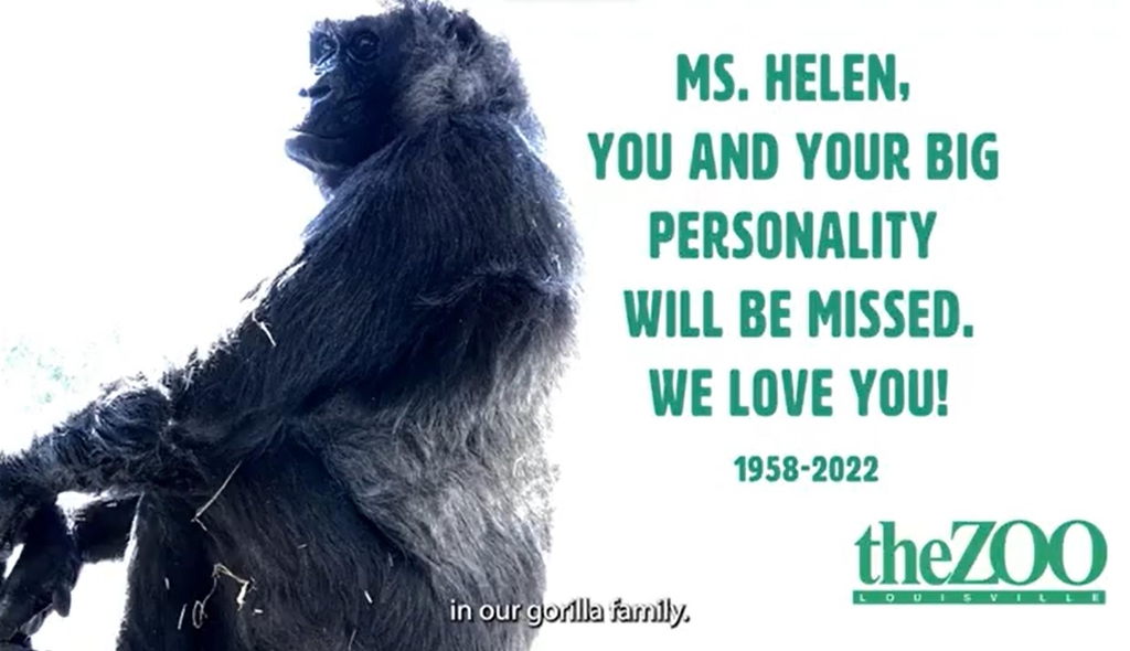 세계 2번째 장수 고릴라 헬렌, 64년생 마감…동물원 안락사