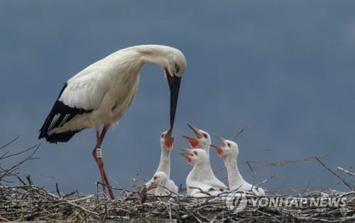 황새들도 우크라 사태 영향…한러 인공둥지 사업 차질