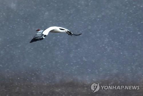 황새들도 우크라 사태 영향…한러 인공둥지 사업 차질