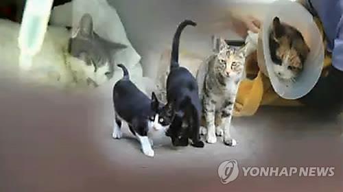 길고양이 학대해 죽인 40대 벌금 500만원