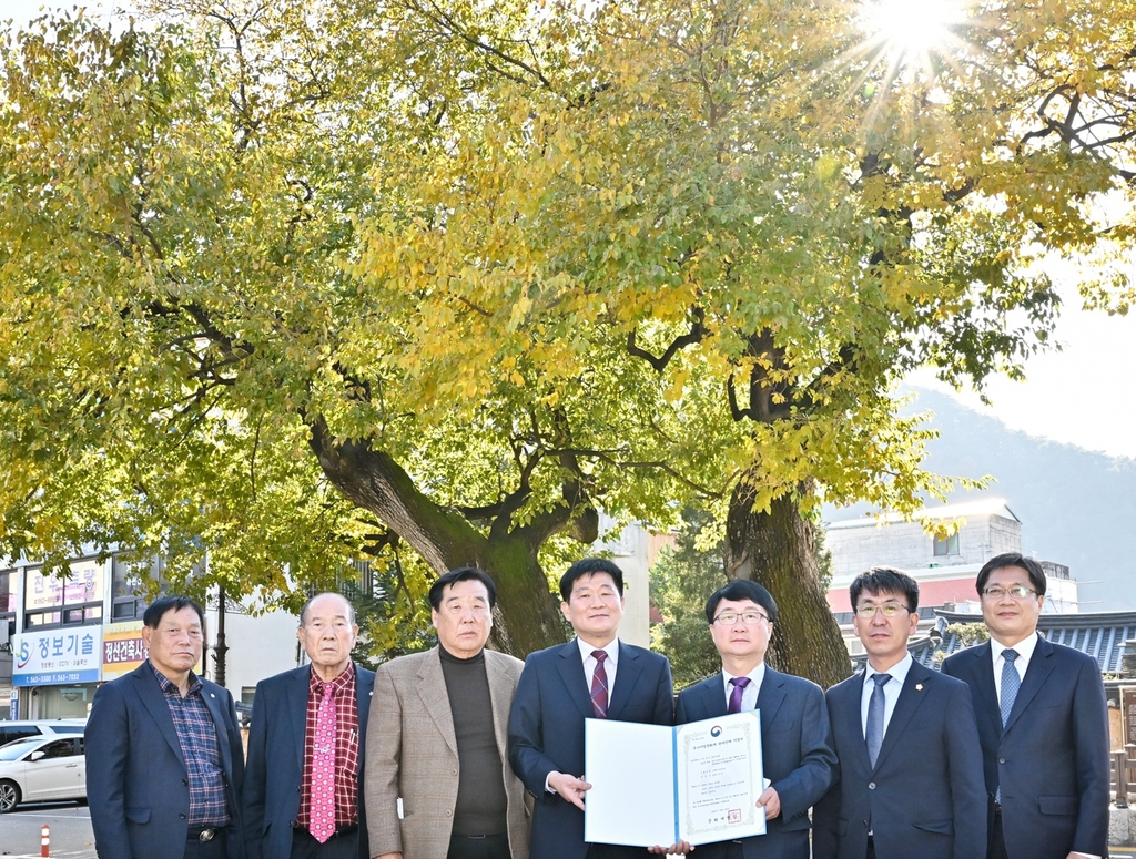 '정선 봉양리 뽕나무' 천연기념물 지정 기념행사