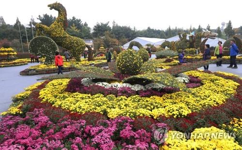 국화 향기에 취하다…익산 '천만 송이 국화축제' 개막