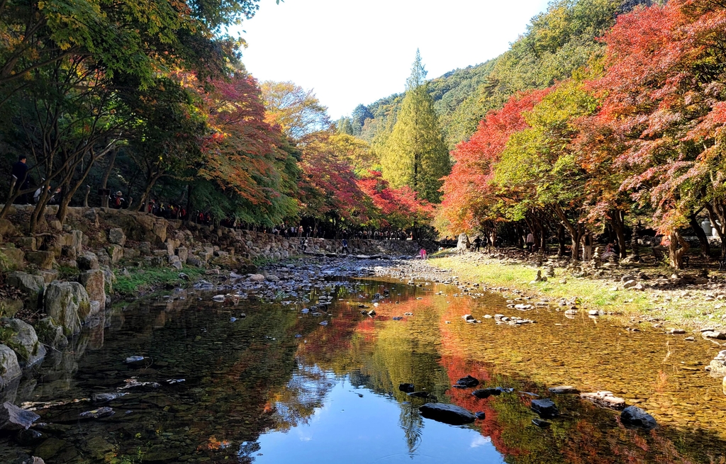 [픽!순창] 강천산군립공원 단풍 울긋불긋…"이번 주말 절정"