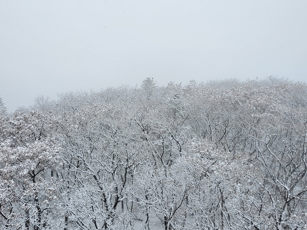 평창 오대산 국립공원 노인봉 첫눈…5㎝ 쌓여