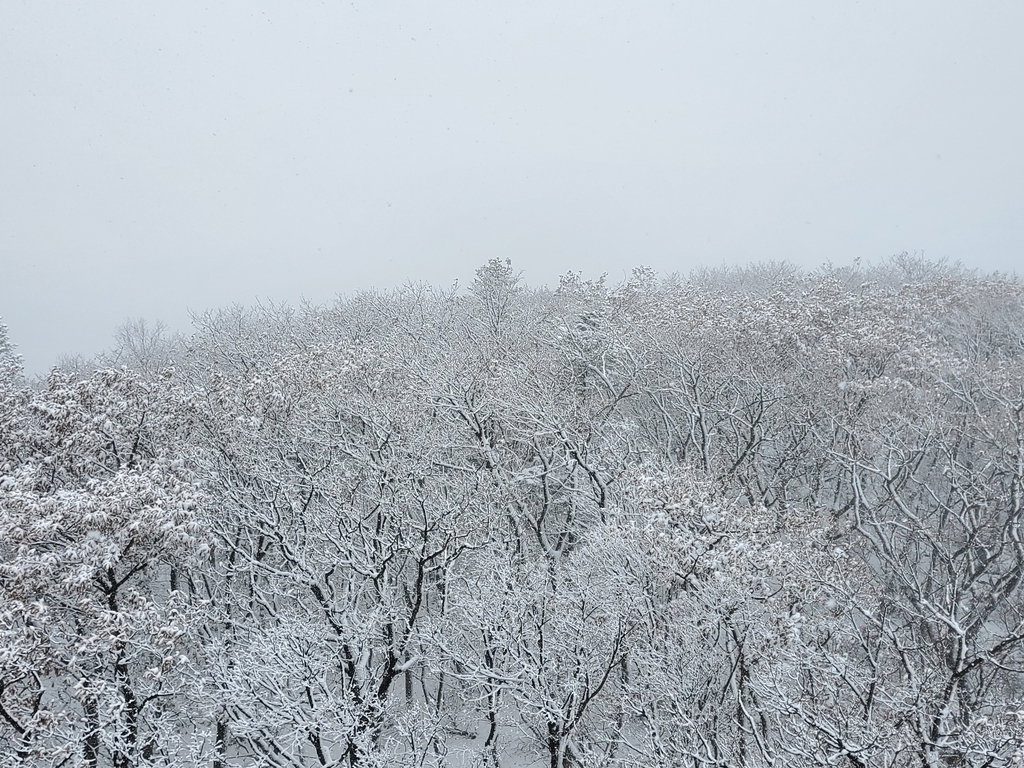 평창 오대산 국립공원 노인봉 첫눈…5㎝ 쌓여