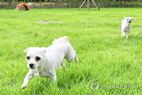 정읍 반려동물 놀이터 조성…100여 마리 동시 수용