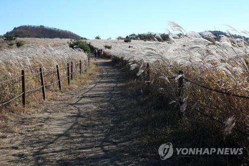 억새 군락지 경주 무장봉 올해 못 봐…태풍 피해로 탐방로 통제