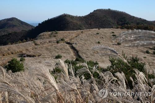 억새 군락지 경주 무장봉 올해 못 봐…태풍 피해로 탐방로 통제