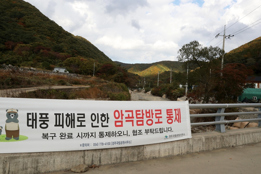 억새 군락지 경주 무장봉 올해 못 봐…태풍 피해로 탐방로 통제