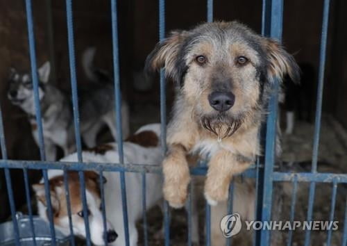 러 동원령에 동물도 고통…주인잃은 개·고양이 급증