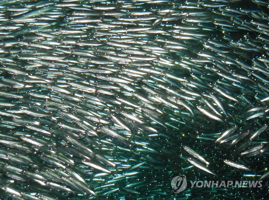 부산·경남 해안서 수만 마리 정어리떼 곳곳서 목격돼…무슨 일?