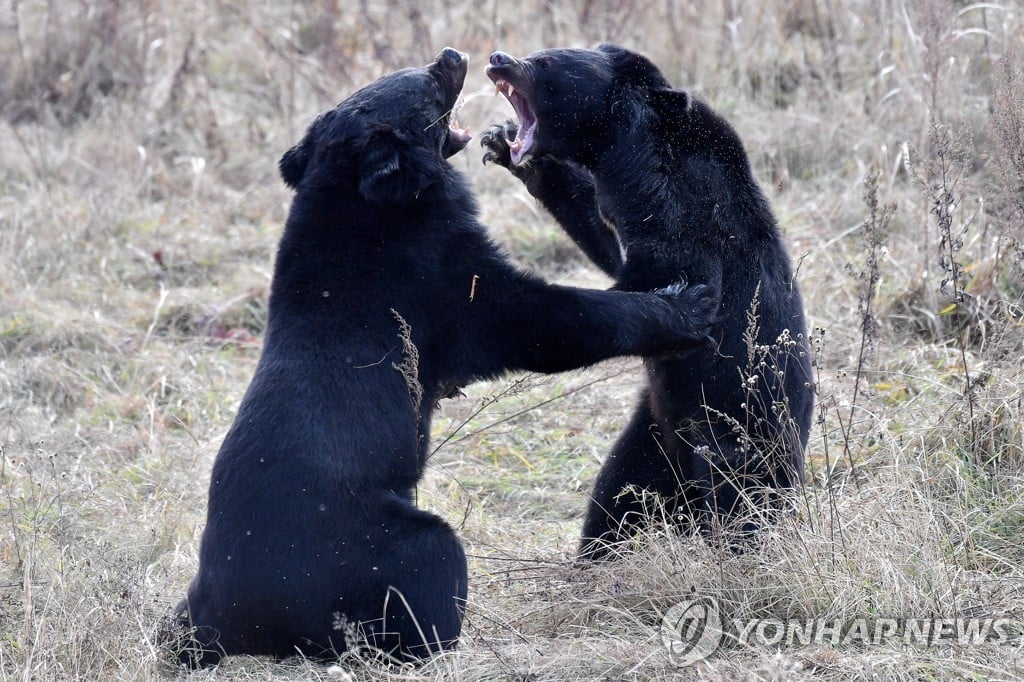 곰과 마주치면 죽은 척?…한 주먹에 흑곰 물리친 美 여성