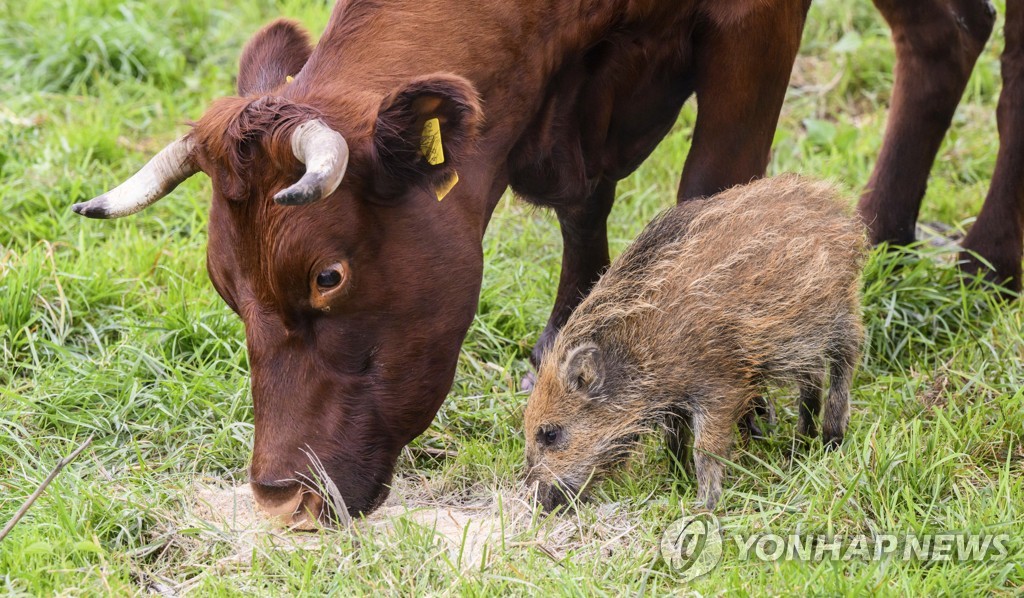 '우리는 한식구'…길잃은 아기 멧돼지 받아준 독일 농장 소떼