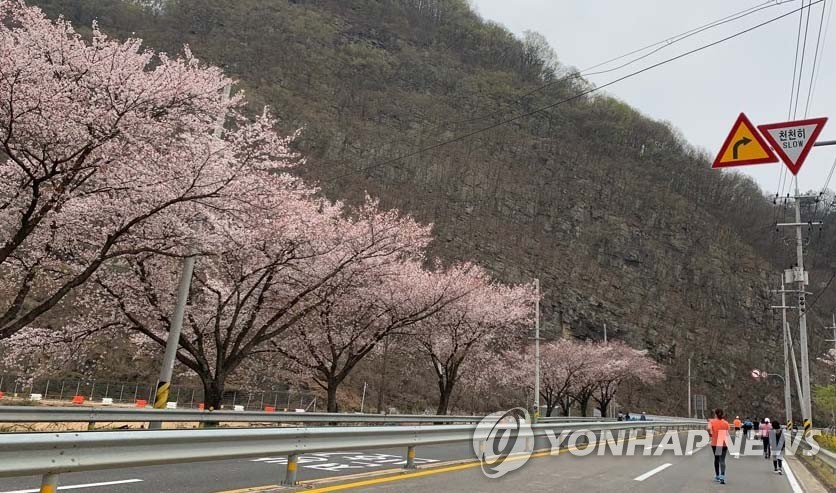 코로나로 멈춘 '합천벚꽃마라톤대회' 내년엔 달린다