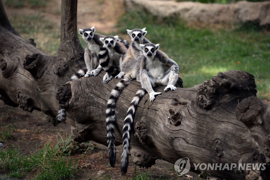 "지구온난화에 나무 위에 살던 영장류 땅으로 내려왔다"