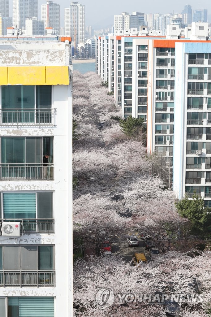 재건축에 사라지는 벚꽃 명소…부산삼익비치 벚나무 일부만 이식