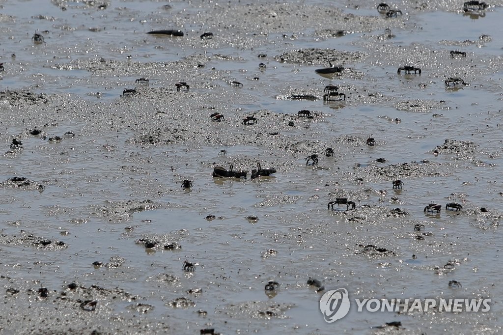 전남 신안에 '갯벌 세계자연유산 보전본부' 설치된다